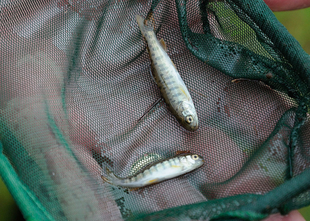 These rainbow trout fry were captured, photographed and released as part of the 2013 Upper Delaware BioBlitz, which was just downstream of Hancock, NY. The river in this region is a good trout habitat due to the cold-water releases from the Cannonsville Reservoir via the West Branch. As the river flows further downstream, the water warms during the summer, making confluences with cold water streams interesting places to fish.